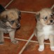 Cachorros de Husky